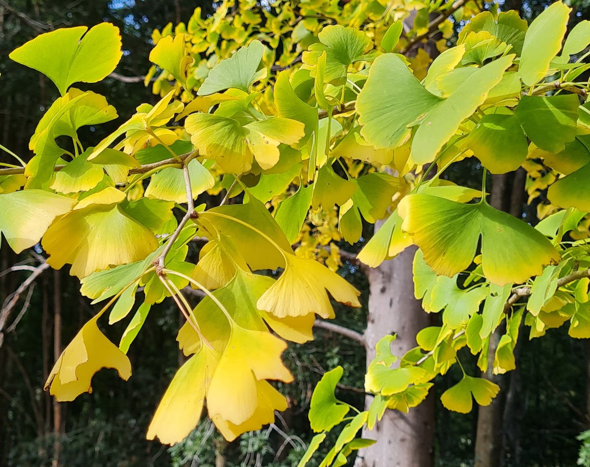 Ginkgoaceae Twitter Search Twitter Ginkgoaceae Twitter Search Twitter