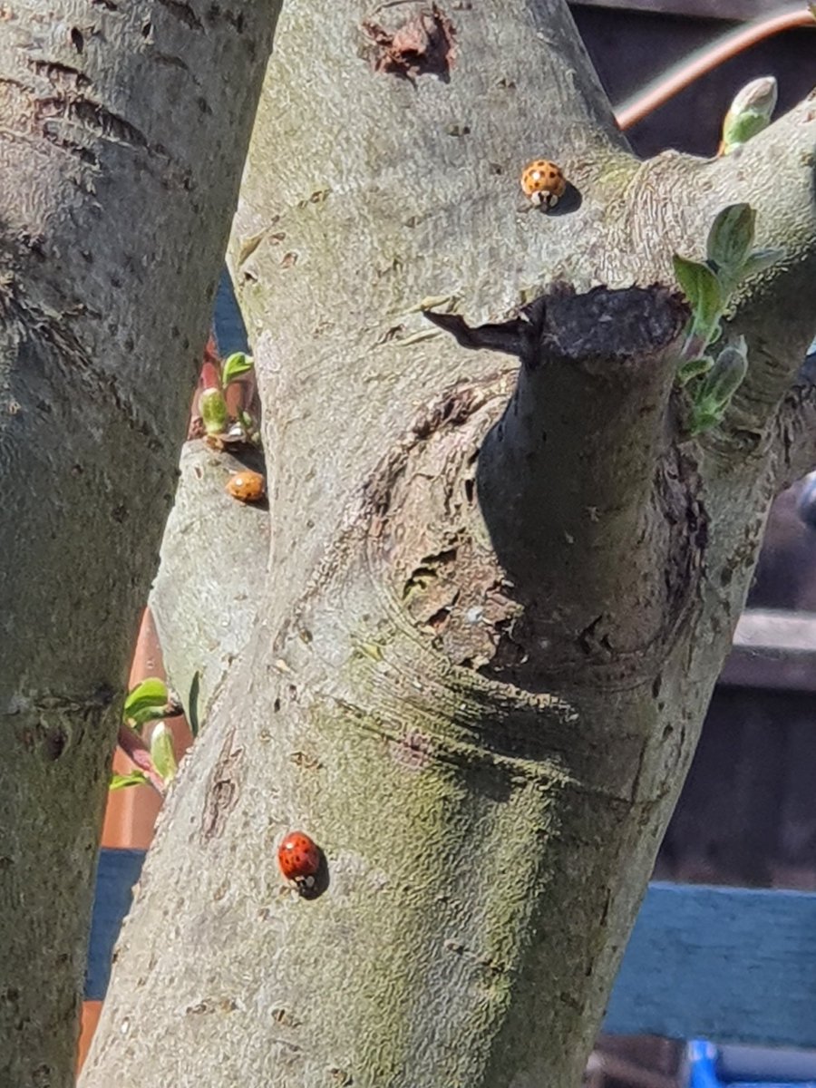 SusiesTreasure's tweet photo. Hope it's sunny where you are! The ladybirds are enjoying some fun in the sun! 😉 
#ladybirds #Hucknall #Notts #quincetree https://t.co/akyP46pWKo