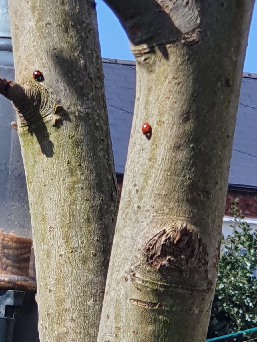 SusiesTreasure's tweet photo. Hope it's sunny where you are! The ladybirds are enjoying some fun in the sun! 😉 
#ladybirds #Hucknall #Notts #quincetree https://t.co/akyP46pWKo