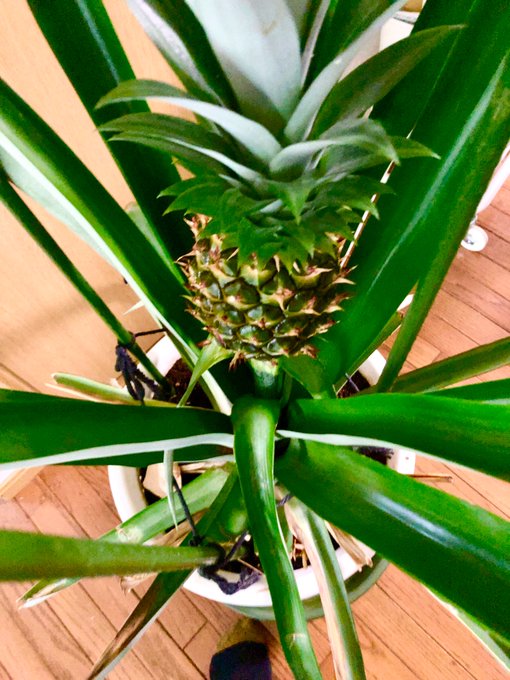 パイナップルの葉っぱを植えて 2度目の冬越しチャレンジ 観葉植物 好奇心ブログ Com