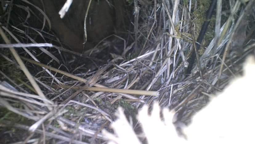 Great news! Out monitoring nest building activity with @mikes_nature for my <a href="/BTO/">BTO</a> Tree Sparrow ringing project and delighted to find 26 of 40 boxes with nests and some natural sites at various stages from N1 to NL. Many birds building. Fingers-crossed for good breeding success.