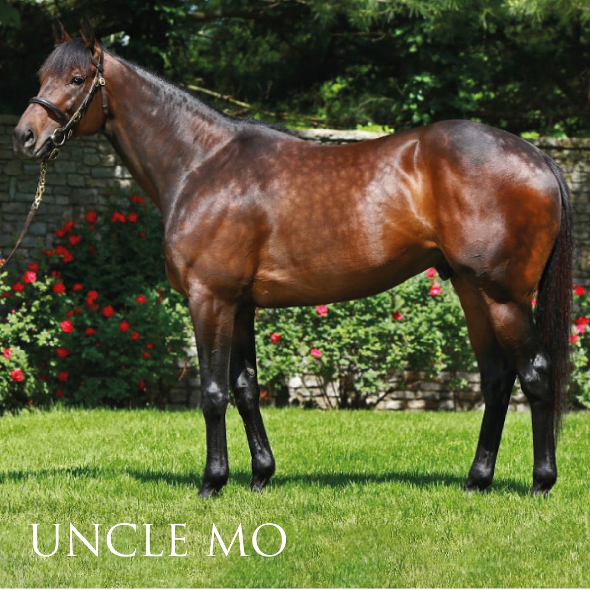 StonehillStud's tweet photo. Repost via Royal Mo:
·
THE ROYAL BREEDING HIGHLIGHTS
🏇
Royal Mo’s sire Uncle Mo, the American champion Thoroughbred racehorse, went undefeated in his two-year-old season. 
·
#horses #horseracing #horsesofinstagram #breedinghighlights https://t.co/PuZxOd3Nw1