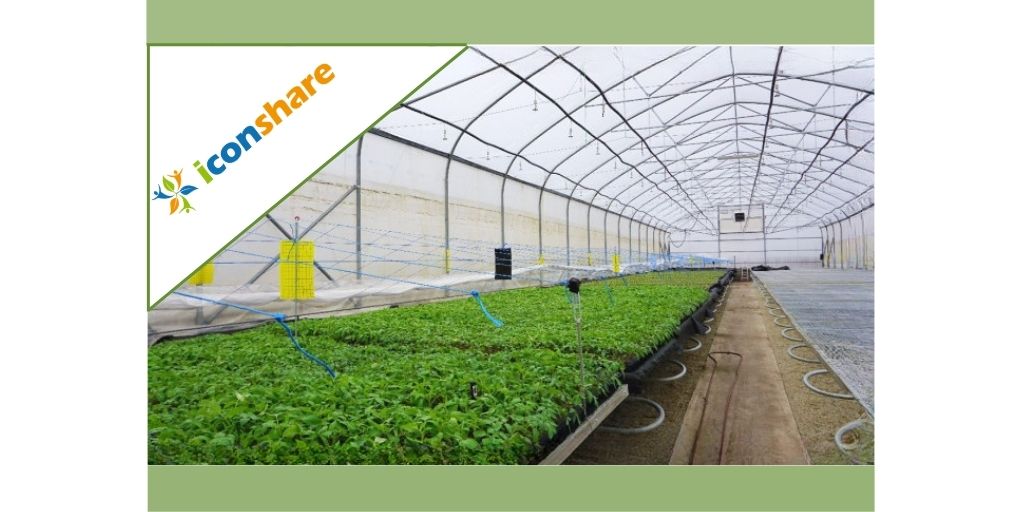 i_conshare's tweet photo. The tomato seedlings inside the nursery are free from soil borne diseases as they are above the soil surface.

#iconshare #tomatoseedlings https://t.co/YYuPuMZ34n