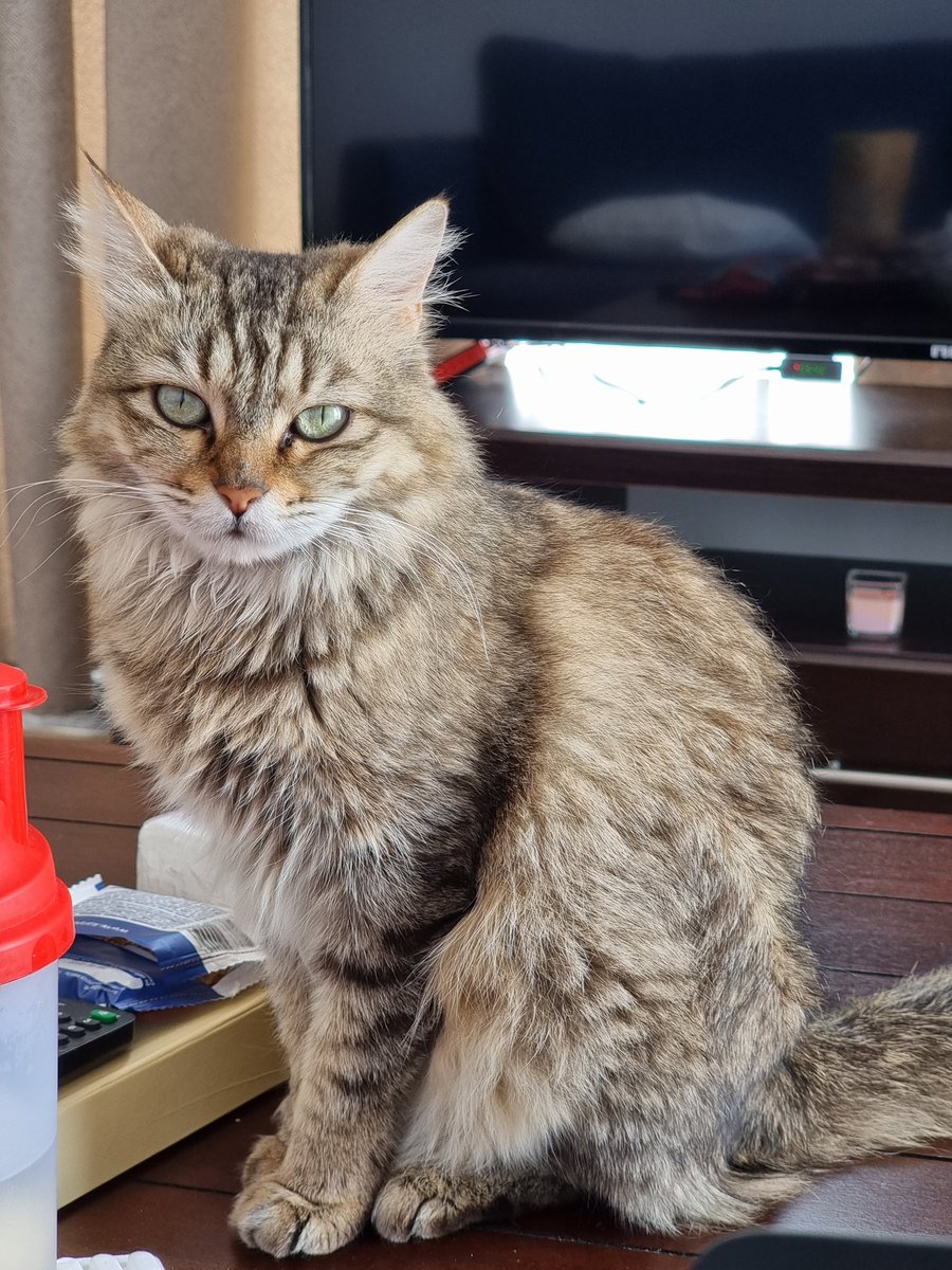 RimaElian's tweet photo. The beauty queen of cats, and people.
#showmeyourcat https://t.co/8NJT2pFYfN