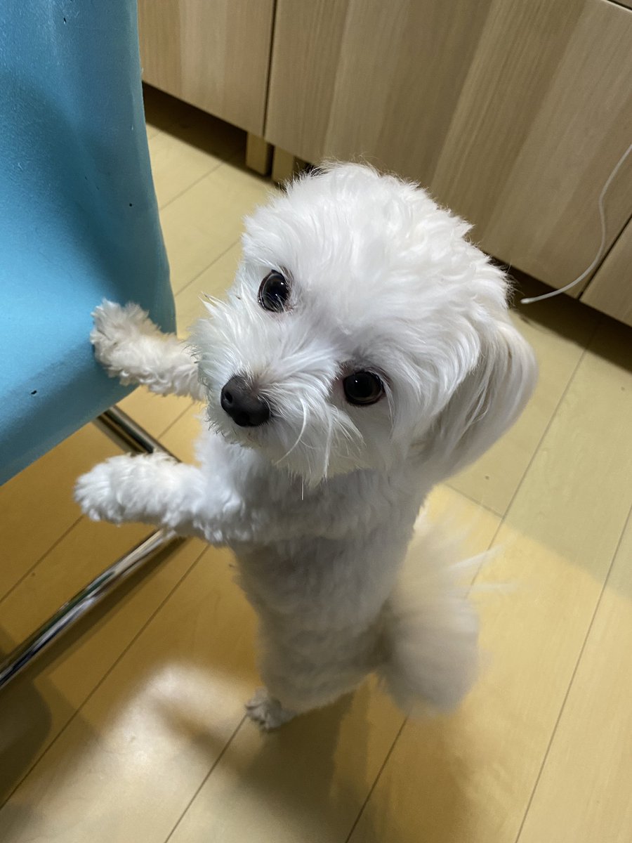 苺🍓好き
#いぬいどんどんすきになる 
#いぬのいる暮らし 
#マルチーズ