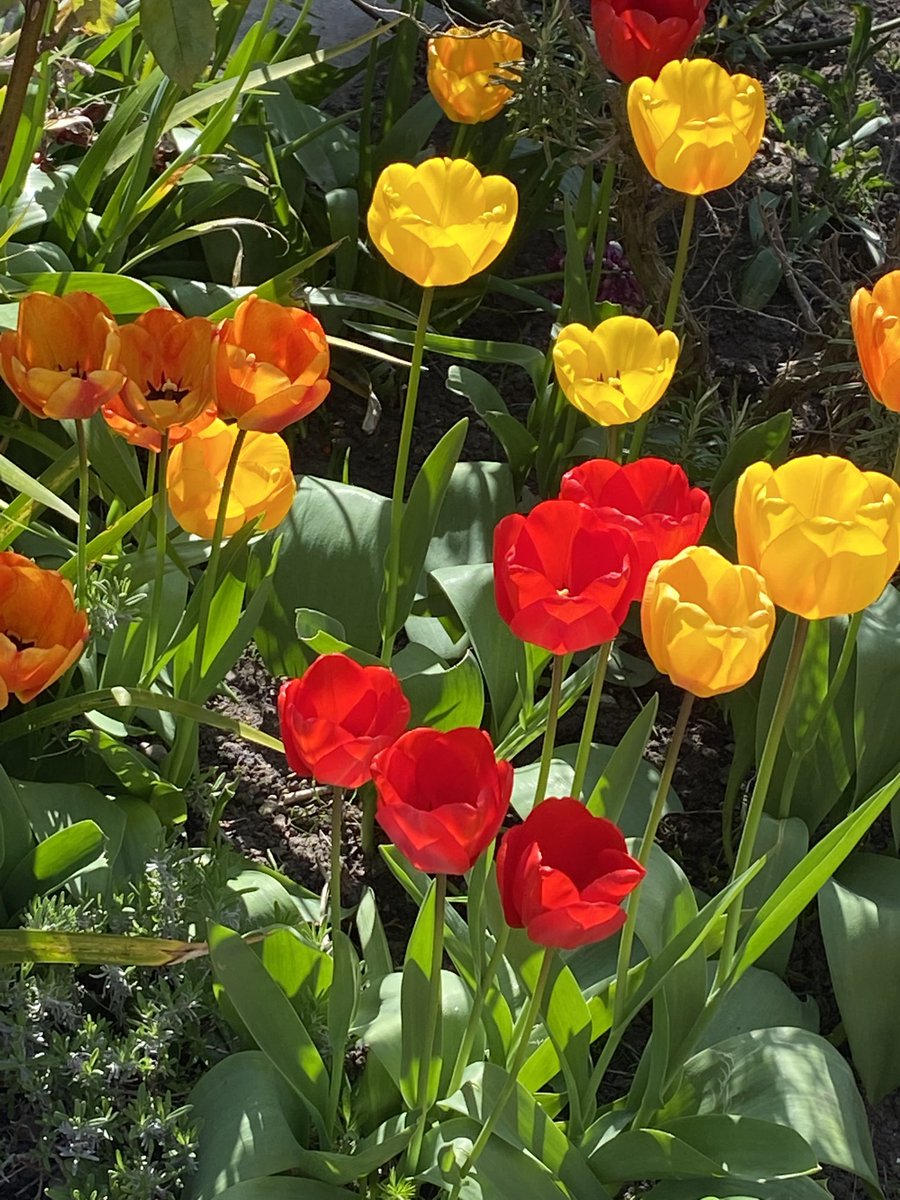 BwW_Catholic's tweet photo. Tulips at St Monica ⁦@BrentwoodRC⁩ https://t.co/kUAJH6AdAS