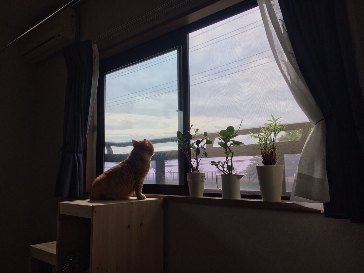 marusukecat's tweet photo. #ししまるの思い出
ししまるのお陰で、猫との生活の楽しさ教えてもらったよ。
2022年2月、同じ茶トラの宗助が新たな家族になりました。 https://t.co/8TSke3eRmB