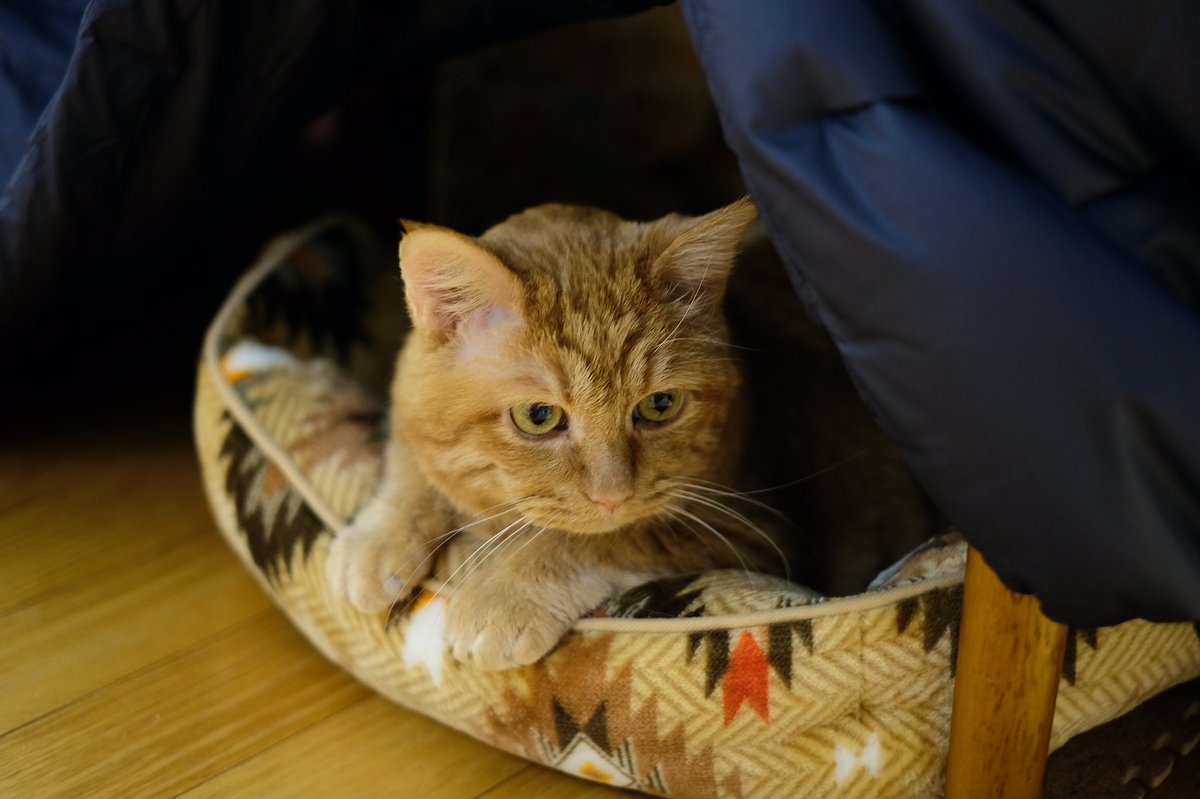 marusukecat's tweet photo. #ししまるの思い出
ししまるのお陰で、猫との生活の楽しさ教えてもらったよ。
2022年2月、同じ茶トラの宗助が新たな家族になりました。 https://t.co/8TSke3eRmB