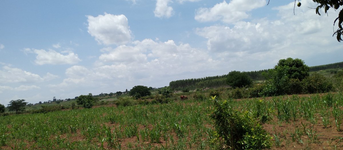 DavisMokello1's tweet photo. Being a farmer in Uganda is a full time job! You are at the mercy of nature!! Investment in water for production technologies is key in making a shift towards sustainable food security https://t.co/ivrNMsO5b9