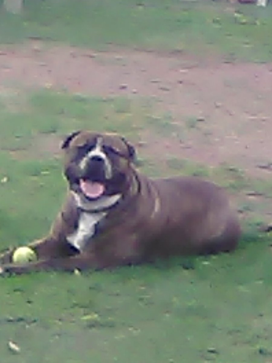 Maxx has been living with me a year now; and in a short time he now runs my life; he is like a little kid; always wants to play or getting his daily massage; he eats like a pig n when i eat i must share lol