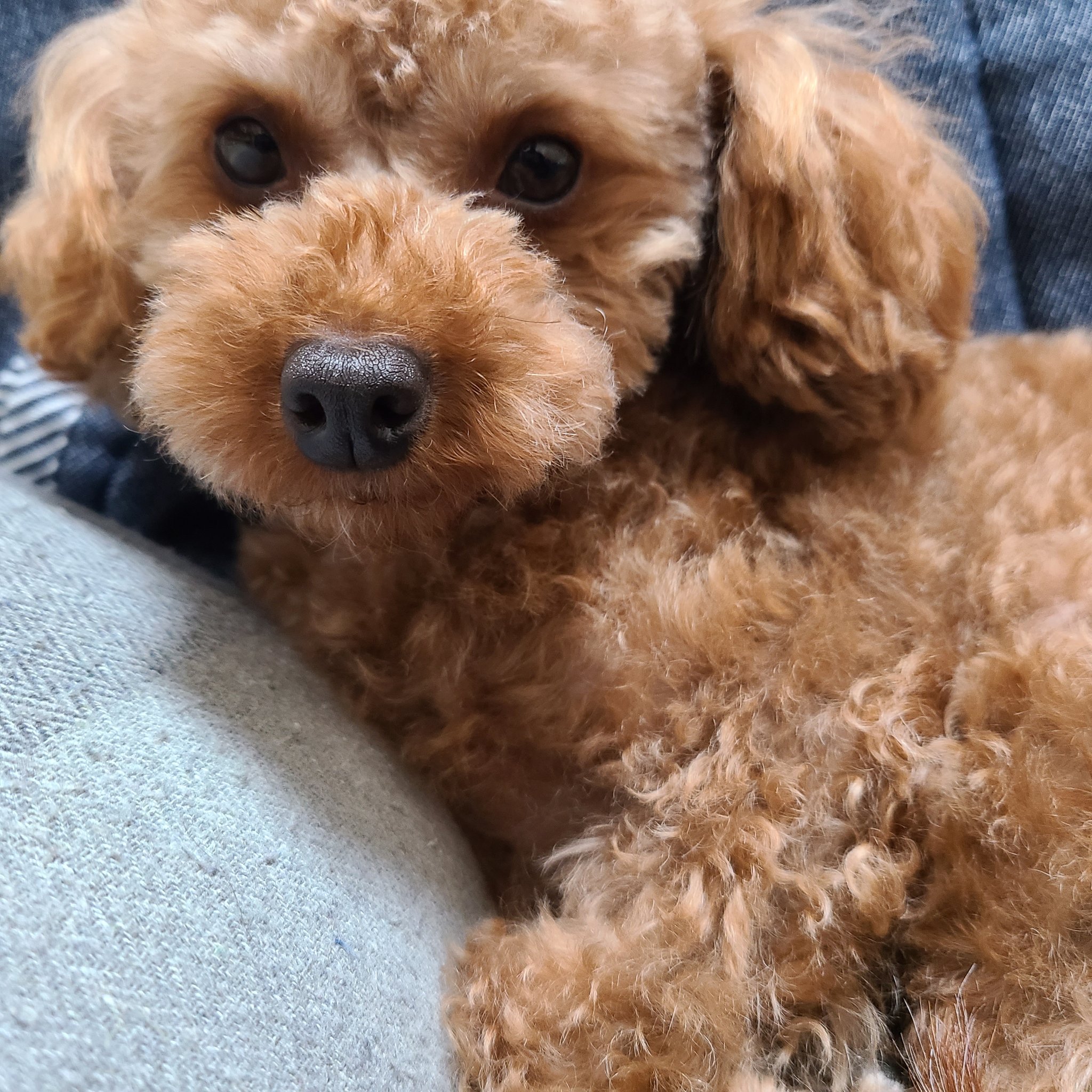 中年独身オッサンワンコ飼う みなさーん 沢山のおめでとう メッセージ ありがとう 全部見ましたよ 嬉しい トイプードル メス 犬好き 犬のいる生活 犬好きさんと繋がりたい T Co Razbvvurjo Twitter