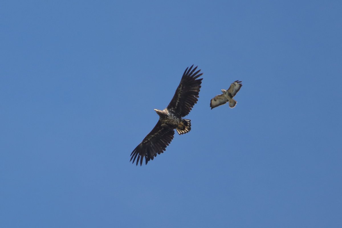 RalphSemps1's tweet photo. The White-tailed Eagle that flew over my garden a few minutes ago. https://t.co/9nsZUOWOub
