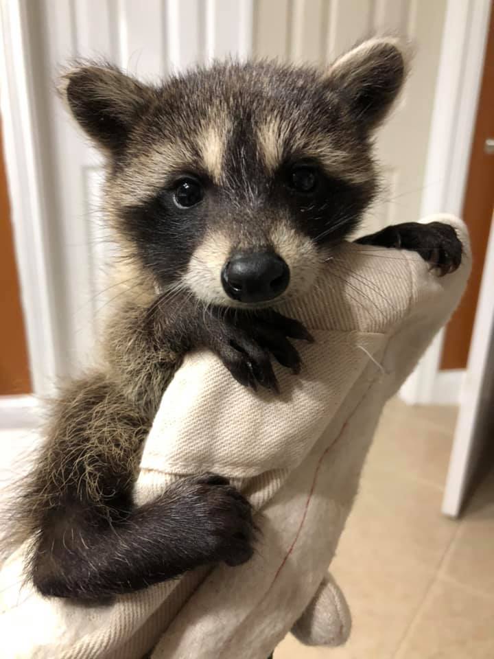 raccoonhourly's tweet photo. https://t.co/FtLPtb4TSu