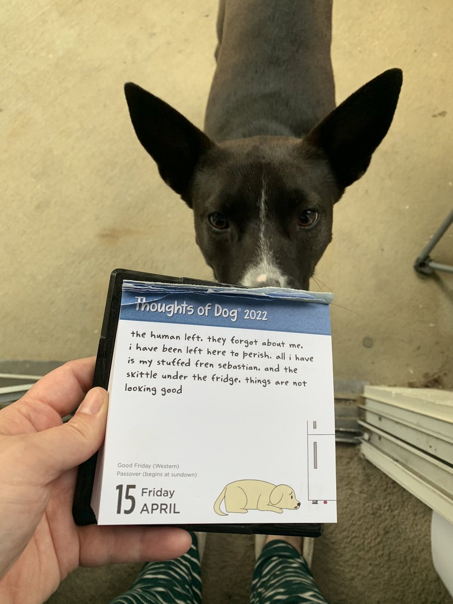 caseyt1329's tweet photo. HALP ME - Riley #dogthoughts #thoughtsofdog #puppiesoftwitter https://t.co/jfWEtsb7ol