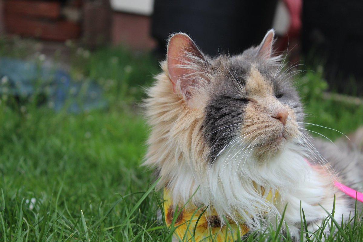tabascojinx's tweet photo. Angel Cake is jus livin out her dayz sunbavin and spoiled as heck 💗
•
#angelcake #catswithfoodnames #cat #cats #CatsOfTwitter #CatsOnTwitter #seniorcats #felineckd #felinehyperthyroidism https://t.co/6fU4ha27Hp