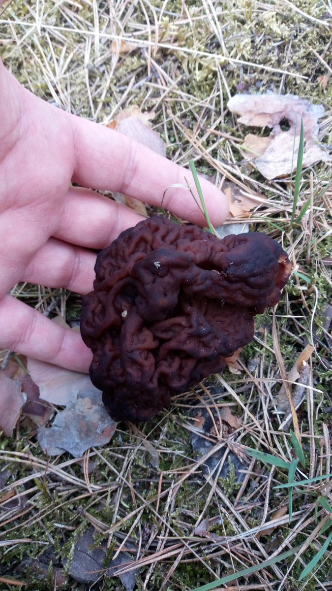LX8111's tweet photo. Big brain. #FungiFriday #Pilze #Mushroom #Fungi #Frühjahrsgiftlorchel #GyromitraEsculenta #FalseMorel https://t.co/8pnFig5QdE