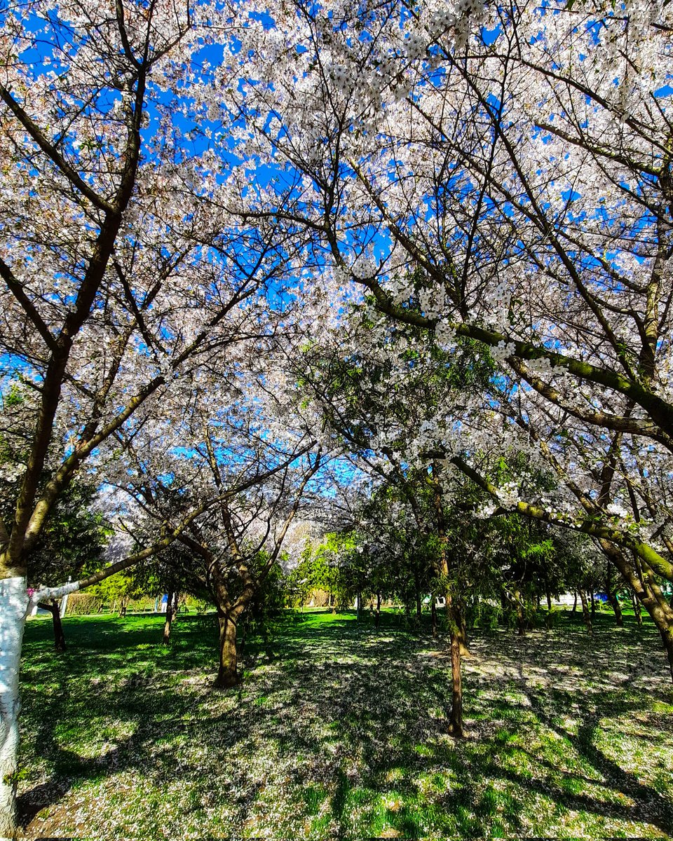 nextwick's tweet image. When in spring..