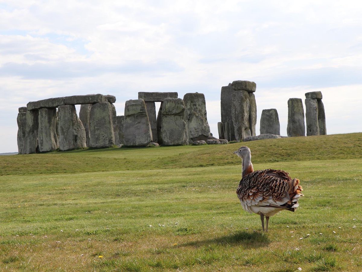 Souparnika Nair (@souparnikanair) on Twitter photo Great time at <a href="/EH_Stonehenge/">Stonehenge</a> I was fortunate to see Gertie, a female Great Bustard who visits Stonehenge during April May every year for a few weeks. Great Bustards are rare,Gertrude is the only tame one and the reason for her visit away from her flock is unknown! <a href="/bustardgroup/">Great Bustard Group</a> Great time at <a href="/EH_Stonehenge/">Stonehenge</a> I was fortunate to see Gertie, a female Great Bustard who visits Stonehenge during April May every year for a few weeks. Great Bustards are rare,Gertrude is the only tame one and the reason for her visit away from her flock is unknown! <a href="/bustardgroup/">Great Bustard Group</a>