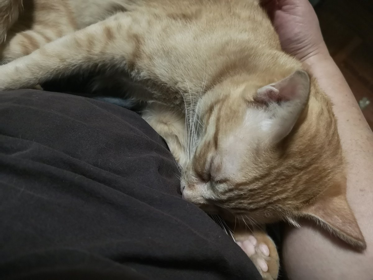 sleppycat6's tweet photo. ไข่หายไปแล้ว​ ยังไม่ฟื้นดี​ ต้องอุ้มไว้ตลอด https://t.co/Bt0vM9DCrA