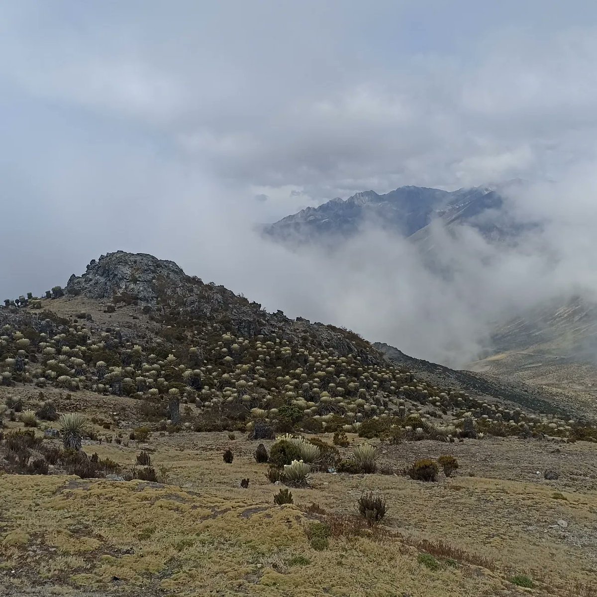 Nacho_moniq's tweet photo. Les dejo algunas postales de este trip andino: 

📍 Collado del cóndor 
📍 Observatorio Astronomico Nacional
📍Laguna de Mucubaji
📍Montaña con paisaje nórdico increíble

En casi todas las fotos la temperatura fue entre 2 y 7°. 

Cuando puedan, vengan a Mérida. https://t.co/PptHrTOwSI