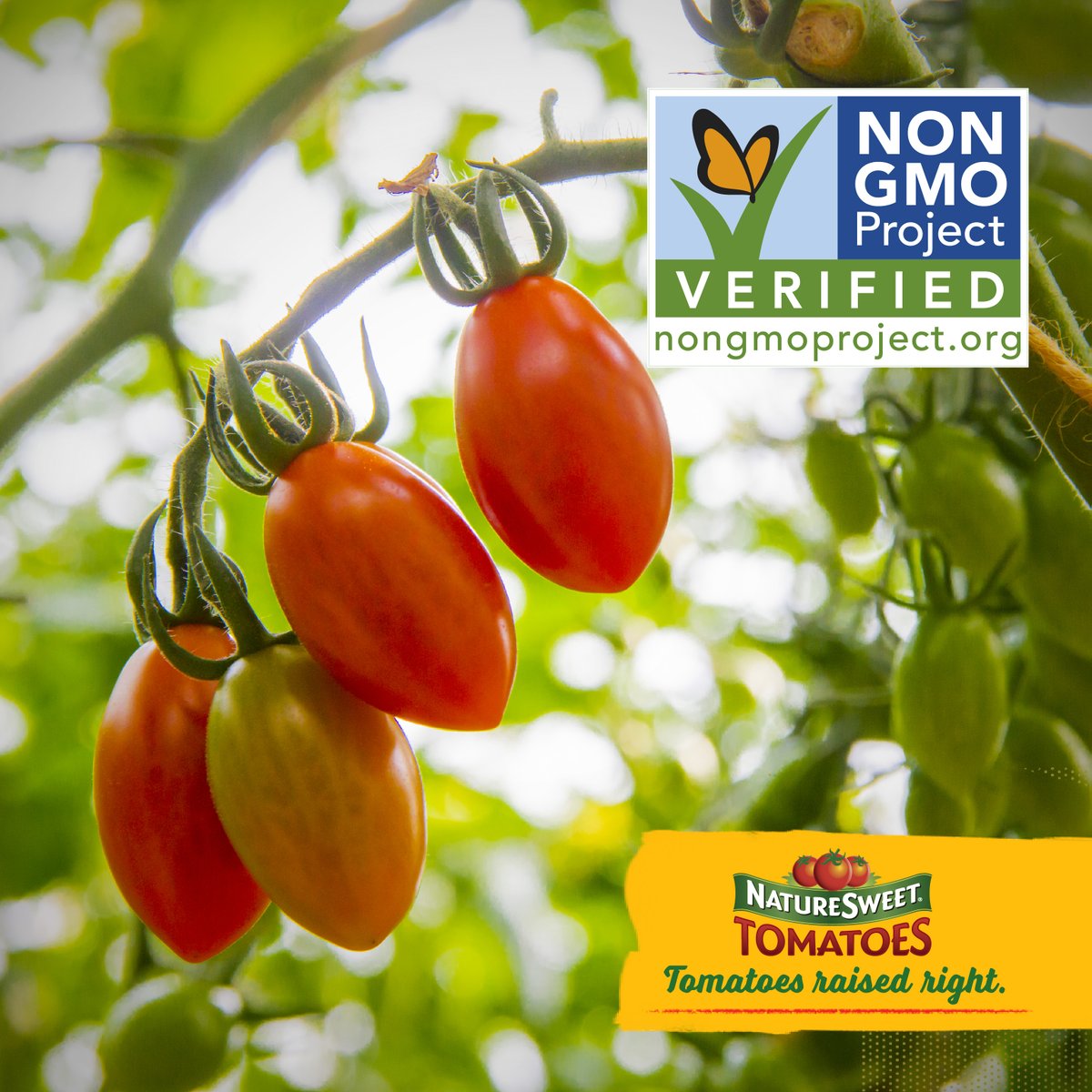 NStomatoes's tweet photo. We are committed to reaping what we sow, which is why our tomatoes are non-GMO verified, together we take care of our food and families.🌱🍅

#tomatoesraisedright #pickedwithpurpose #tomatoes #naturesweet https://t.co/lu9umDQUaq
