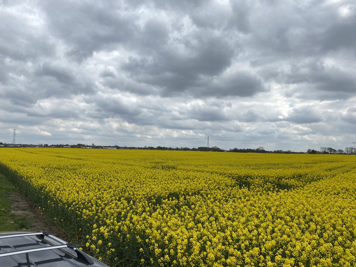 LG Aurelia doing exceptionally on this land, few issues with pigeons over the winter around the ponds but it’s coming back nicely and should be an excellent crop for this grower. #lgaurelia #agronomy #lancashire #omniaprecision #vrnitrogen