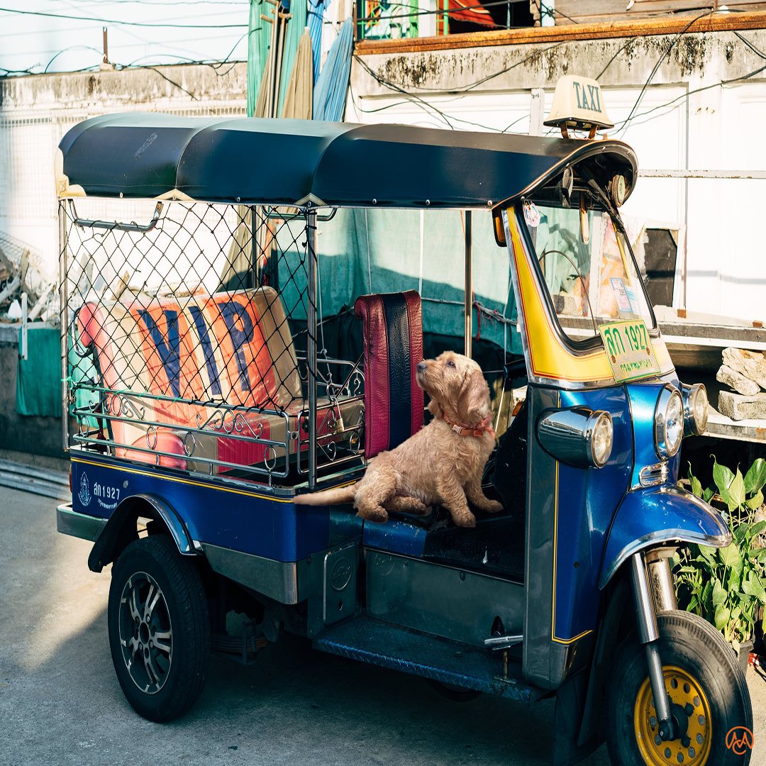 Friday Woof! Guess where I will spend this weekend? #HappyFriday #TukTuk #TravelingDogs #CourtesyFauves