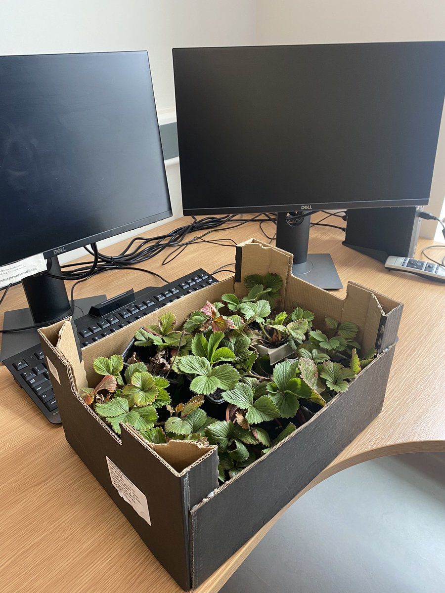Best thing about doing clinics in Carlisle (obvs apart from the fantastic staff, unit and training opps!) is the seasonal plant swapping that goes on between the Newcastle and Carlisle Oncology staff!  

Strawberries anyone…? 🍓🍓🍓 Thanks @kerryannmiles 🙏🏻
