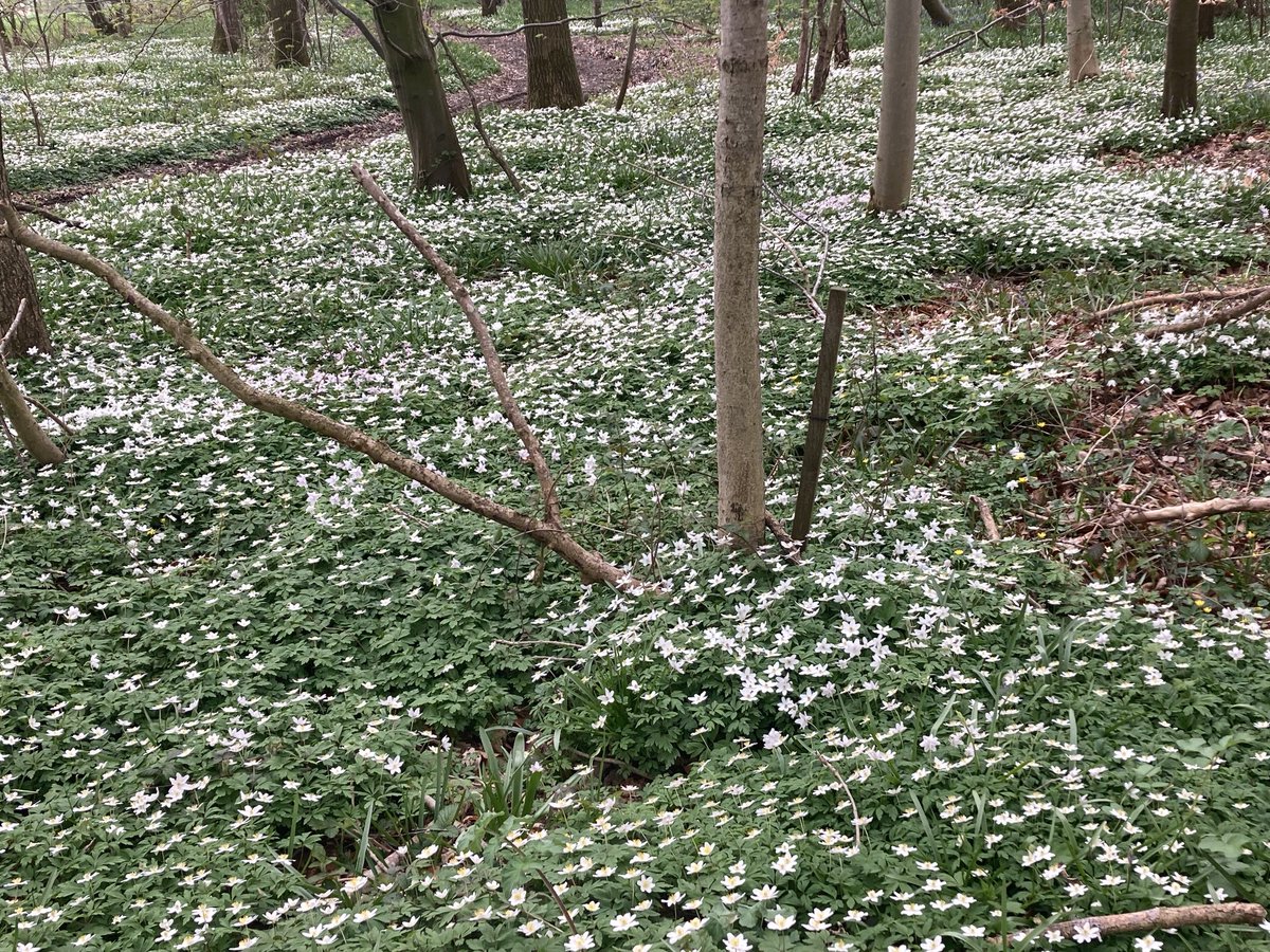 Angela Schofield tweet media