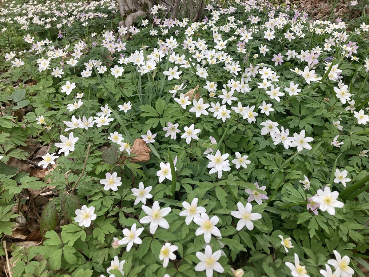 Angela Schofield tweet media