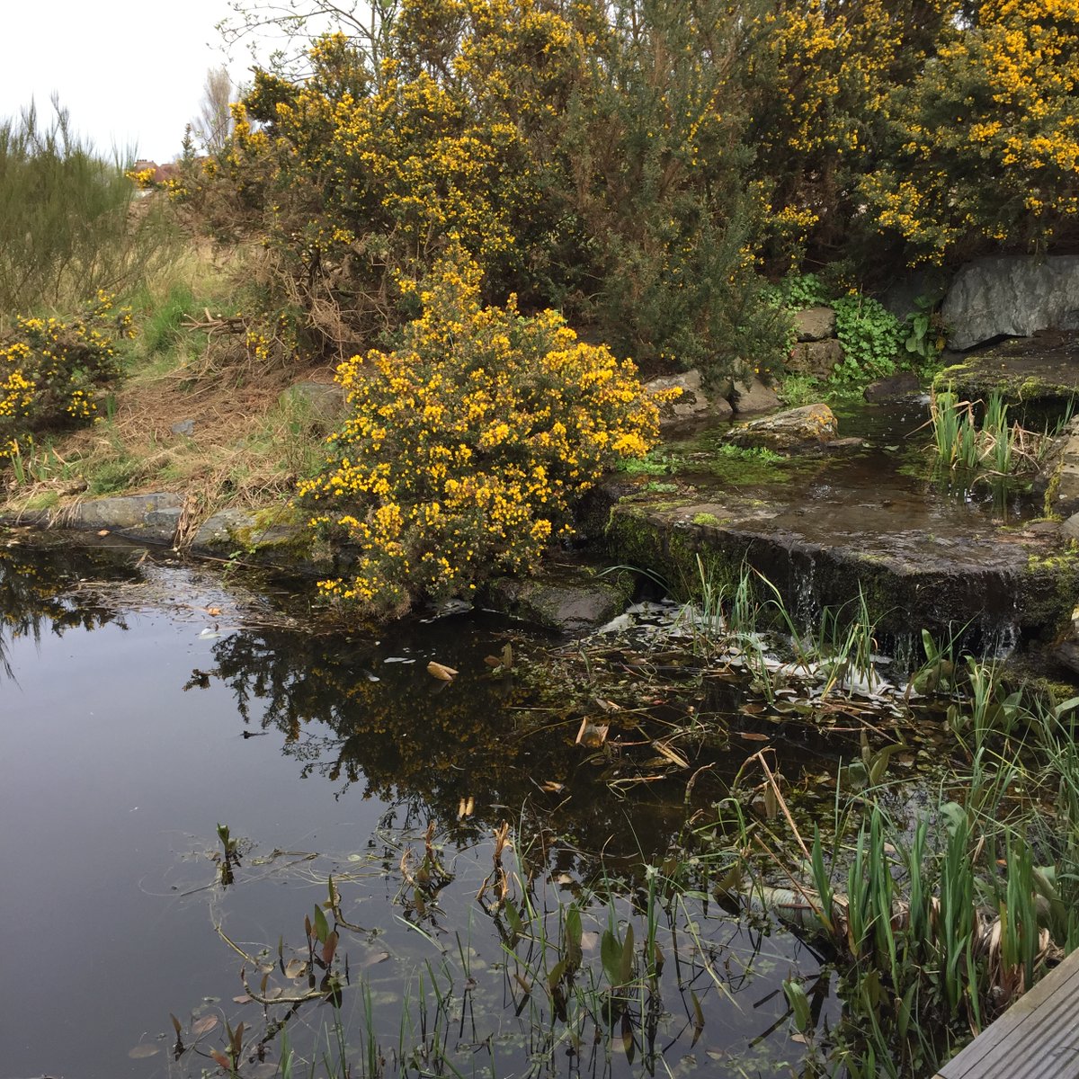 Colour is appearing in the garden at SOC in Aberlady and is plentiful inside with not just one, but two exhibitions taking place: 'Facing West' by Jane Smith and 'Under The Skin' by Ed &amp; James Harrison. A nice day out over the Easter weekend? Open 10-4 (Wed-Sun)
