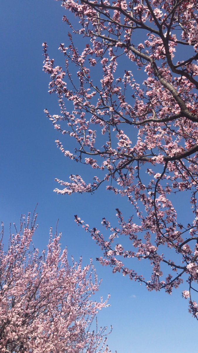 seylimleylim's tweet photo. 🌸🤍 https://t.co/u3PHNC6Bsa