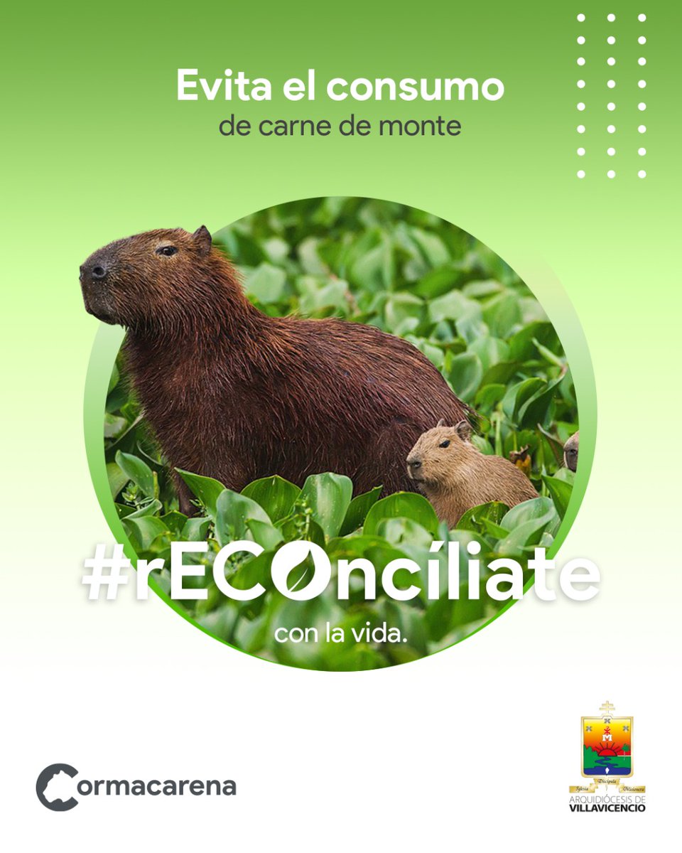 CORMACARENA's tweet photo. ¡Porque la vida es sagrada! En Semana Santa evita el consumo de carne de monte, dile no a la venta de animales del bosque y al mascotismo en lo hogares, permítele a la fauna silvestre disfrutar, en libertad, de su hábitat natural.

Denuncias al 321 482 0327 📲.

#rECOncilíate https://t.co/PHd5a3H1ie