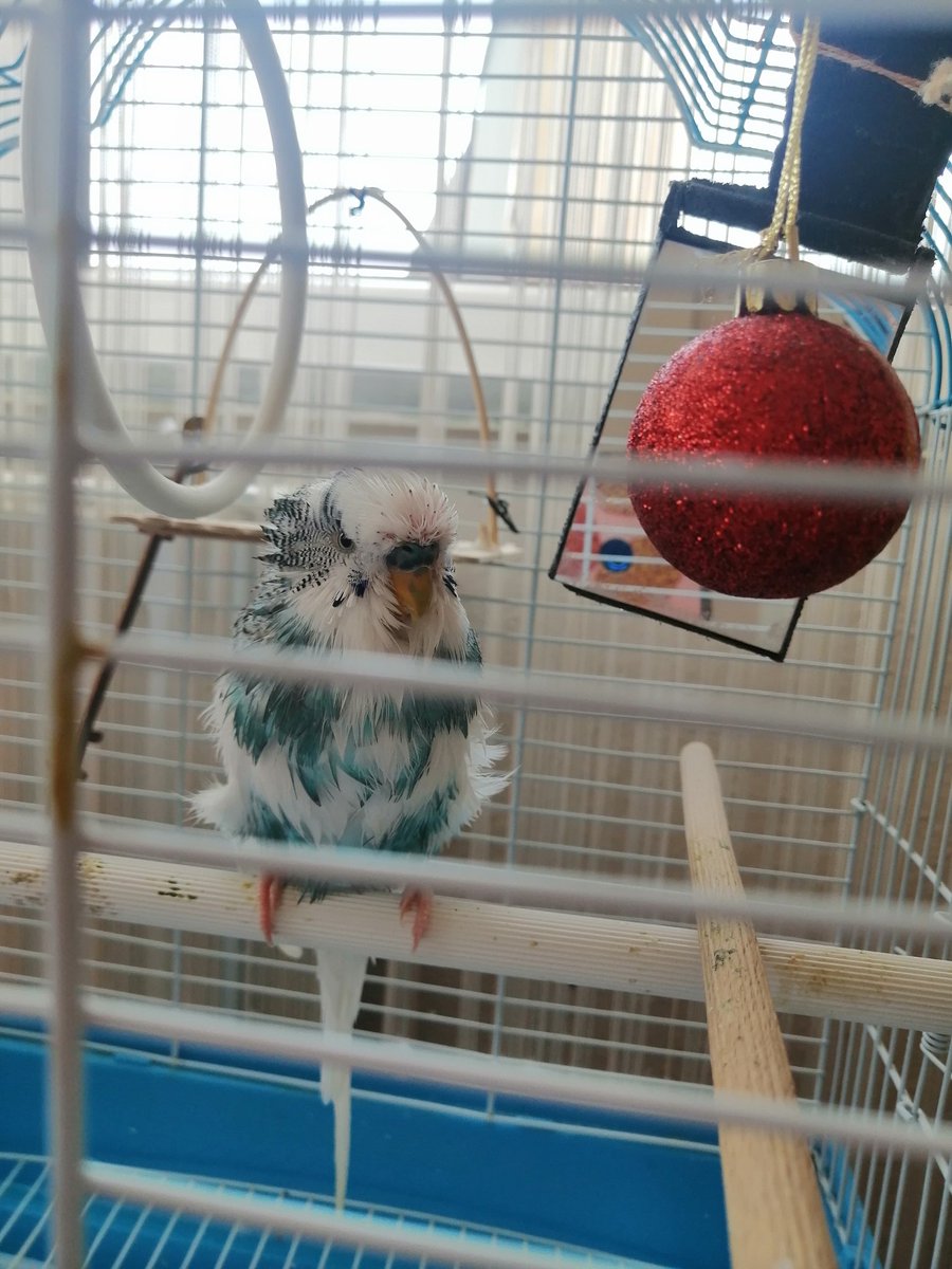 Sadece 1 hafta evde değildim. Evdeki 4 kişi olarak minicik muhabbet kuşunun bokluk içinde yaşamasına nasıl izin verdiniz çok merak ediyorum?