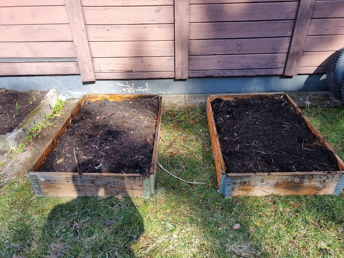 Bosarve1's tweet image. Potatis i jorden, känns mer relevant än någonsin trots att det inte är så mycket! 

#prepperSE #prepp #odla #beredskap