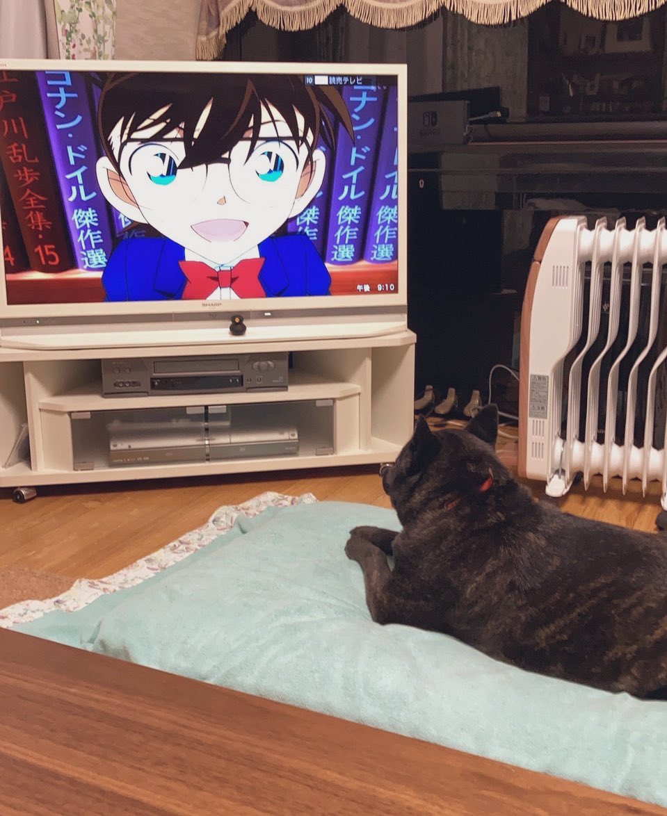 yayo04oimo's tweet photo. コナン君見る犬 https://t.co/GFJQgi8zgO