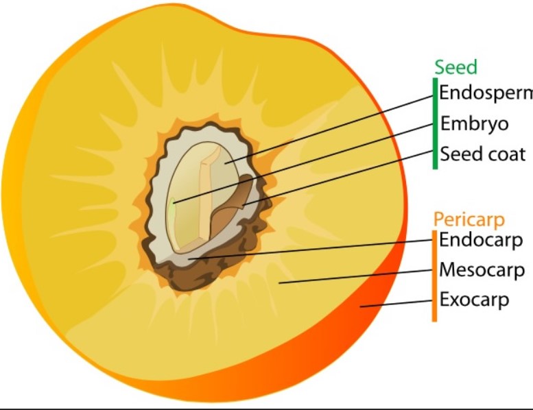 KATHERINE ESAU brn #Ukraine️ 1898. Std
 Russia Germany n USA. Dr Esau’s Plant Anatomy  was refrd 2 as Webster’s of plant biology – encyclopediac. She ‘ dominated’ the field @ the age of 99.#GoodFriday #Easter #HappyEaster #fridaymorning #AI #Biology #NEET2022 #NEET2023 #Uranites