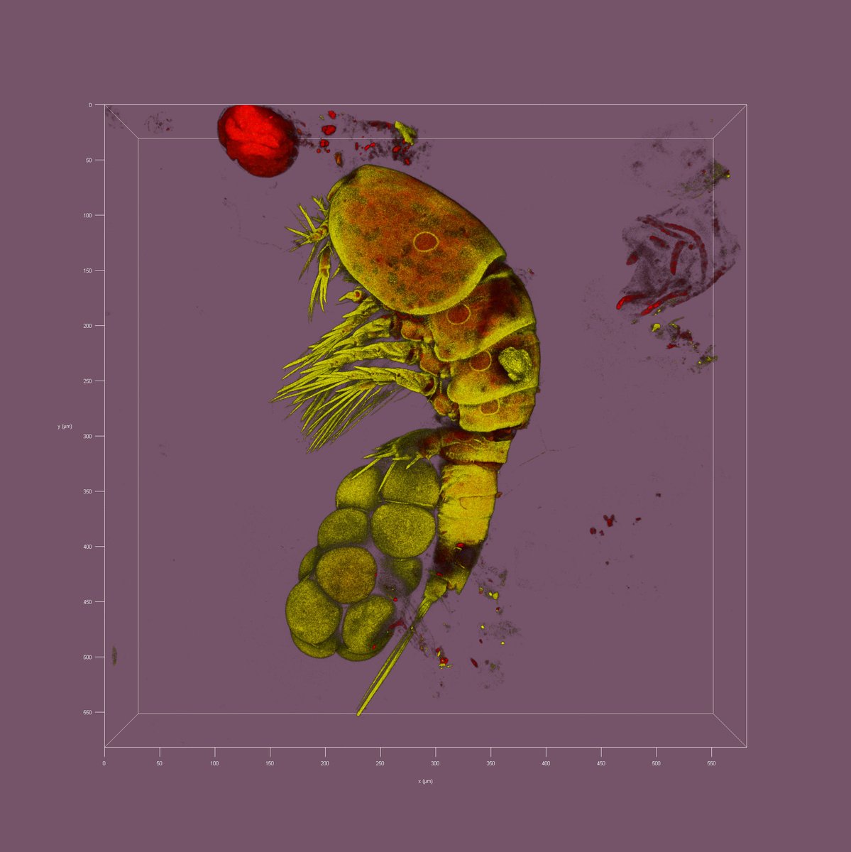 ValentinFoulon's tweet photo. Have a nice easter week end! 😎#Copepods bring the eggs🥚@SBRoscoff @phytopk @BlueRevProject @LeicaMicro #SP8 @ISblue_school @ENIB_Bretagne @Ifremer_fr https://t.co/XO4e5kQIpz