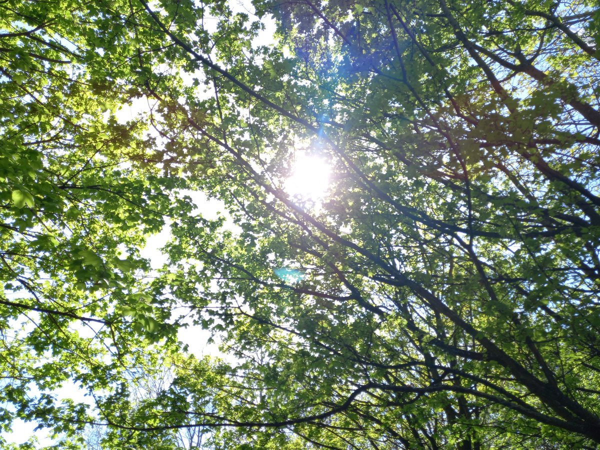 OrientSave's tweet image. @SadiqKhan @MayorofLondon Please look at the #TreeCanopy in #OrientWayPocketPark today! 🌳🌸 YOU have power to stop the proposed destruction of the park and the 116 trees at #LeaBridgeStationSites. Please make the right decision 🙏  #SaveOrientWayPocketPark #SaveOrieTheOrientTree