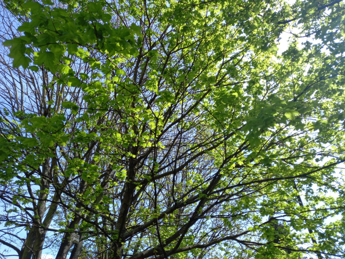 OrientSave's tweet image. @SadiqKhan @MayorofLondon Please look at the #TreeCanopy in #OrientWayPocketPark today! 🌳🌸 YOU have power to stop the proposed destruction of the park and the 116 trees at #LeaBridgeStationSites. Please make the right decision 🙏  #SaveOrientWayPocketPark #SaveOrieTheOrientTree