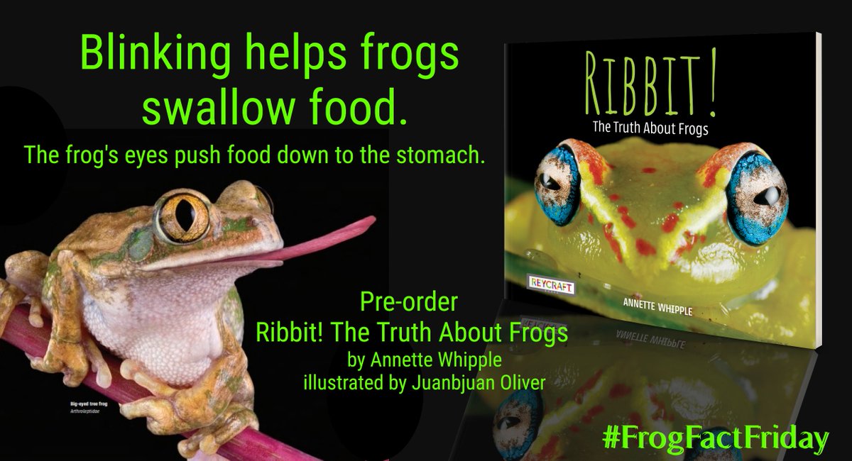AnnetteWhipple's tweet photo. #FrogFactFriday
Blinking helps frogs swallow food. Their eyes push the food down to the stomach! #KidsNeedNonfiction
Pre-order RIBBIT! THE TRUTH ABOUT FROGS now! The fact-filled book comes with a full-size poster. https://t.co/LoAqFWZ8SP @ReycraftBooks https://t.co/SsPTt5OqDT