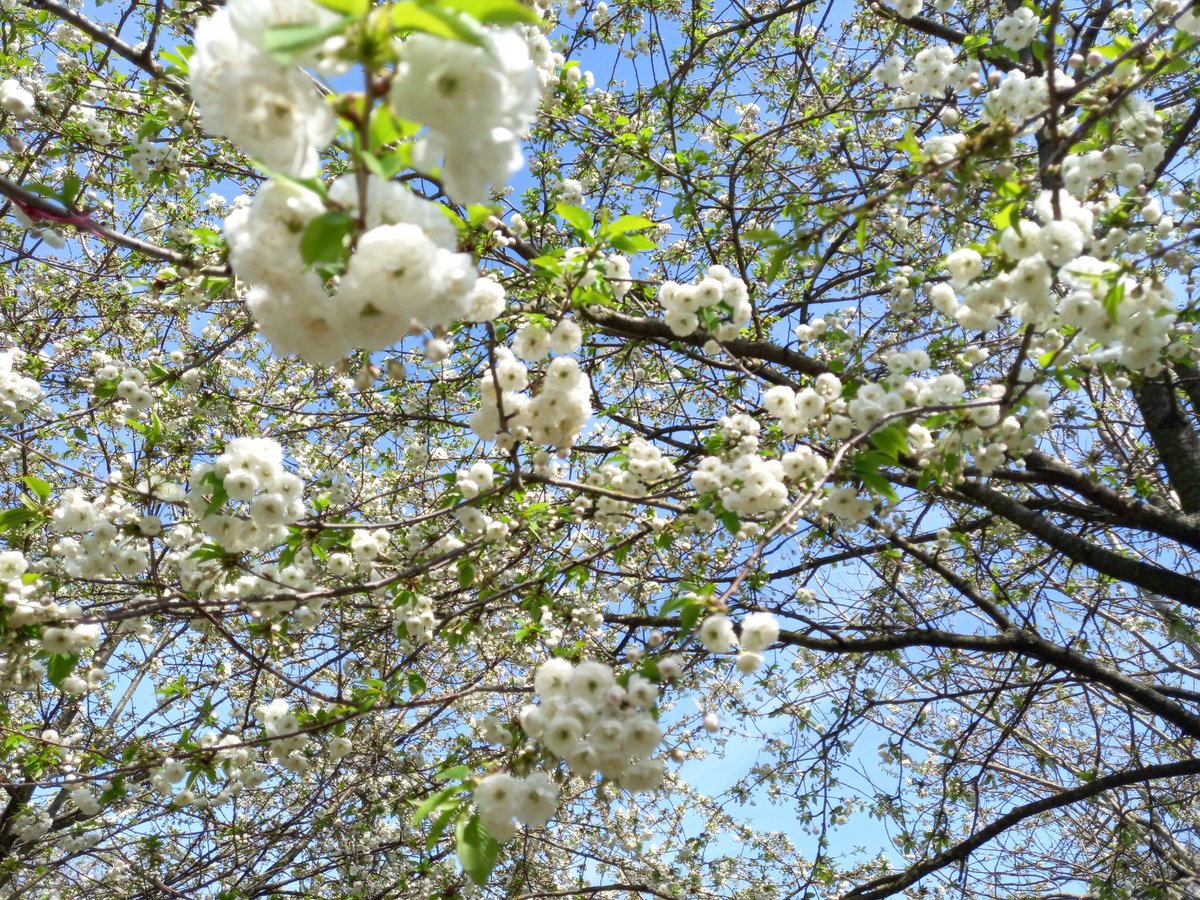 OrientSave's tweet image. @SadiqKhan @MayorofLondon Please look at the #TreeCanopy in #OrientWayPocketPark today! 🌳🌸 YOU have power to stop the proposed destruction of the park and the 116 trees at #LeaBridgeStationSites. Please make the right decision 🙏  #SaveOrientWayPocketPark #SaveOrieTheOrientTree
