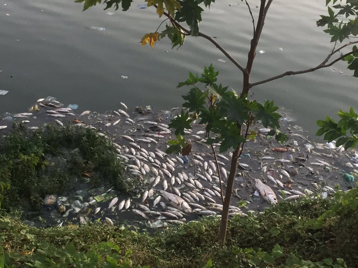 DoRight1stTime's tweet photo. @Infosys @sudhamurty-thank u mam for all d help extended towards cleaning Hebbal Lake!!but in last few days,Lake has turned be a killer water for all d fishes n they r dying in large numbers! It would be nice if any authority takes immediate action! @Star_Of_Mysore @mudamysuru https://t.co/JqvsOnTv7x