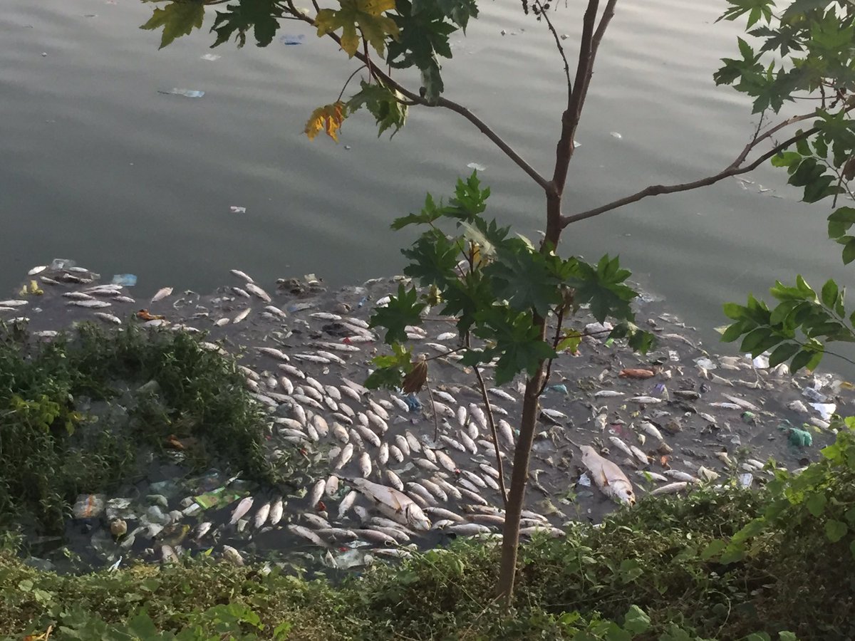 DoRight1stTime's tweet photo. @Infosys @sudhamurty-thank u mam for all d help extended towards cleaning Hebbal Lake!!but in last few days,Lake has turned be a killer water for all d fishes n they r dying in large numbers! It would be nice if any authority takes immediate action! @Star_Of_Mysore @mudamysuru https://t.co/JqvsOnTv7x