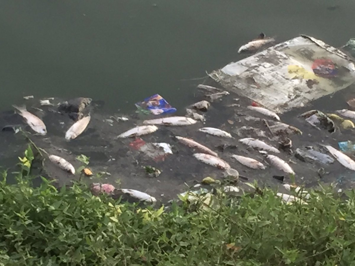 DoRight1stTime's tweet photo. @Infosys @sudhamurty-thank u mam for all d help extended towards cleaning Hebbal Lake!!but in last few days,Lake has turned be a killer water for all d fishes n they r dying in large numbers! It would be nice if any authority takes immediate action! @Star_Of_Mysore @mudamysuru https://t.co/JqvsOnTv7x