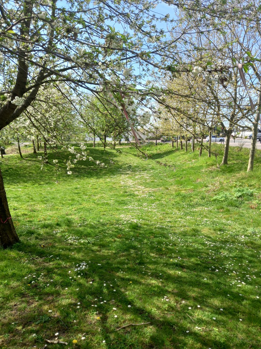 OrientSave's tweet image. @SadiqKhan @MayorofLondon Please look at the #TreeCanopy in #OrientWayPocketPark today! 🌳🌸 YOU have power to stop the proposed destruction of the park and the 116 trees at #LeaBridgeStationSites. Please make the right decision 🙏  #SaveOrientWayPocketPark #SaveOrieTheOrientTree