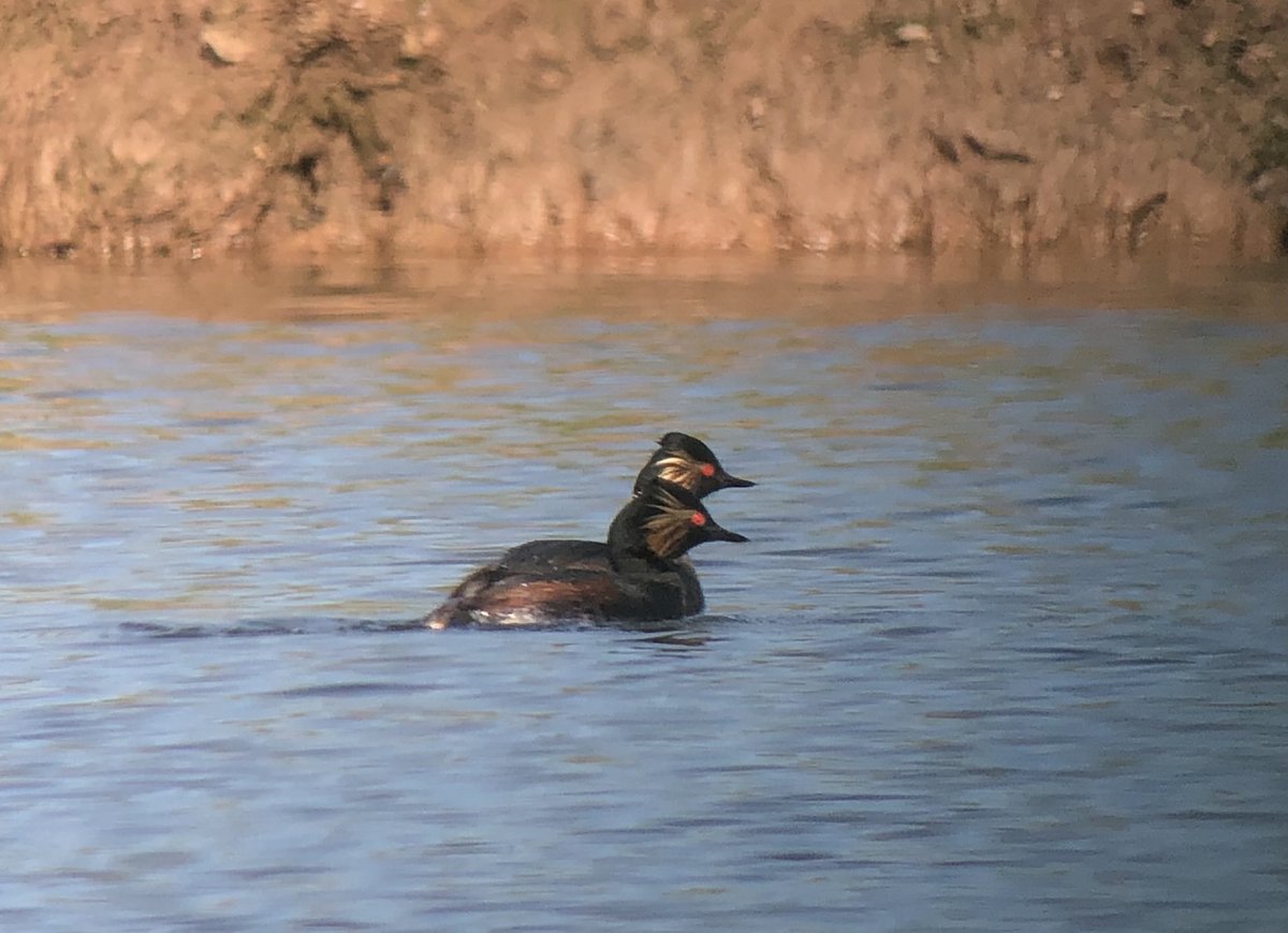 Great to see the Black-necked grebes at #Ripplepits, drake garganey also present. Thanks to @AndyWarr3 for the info. @WorcsBirding