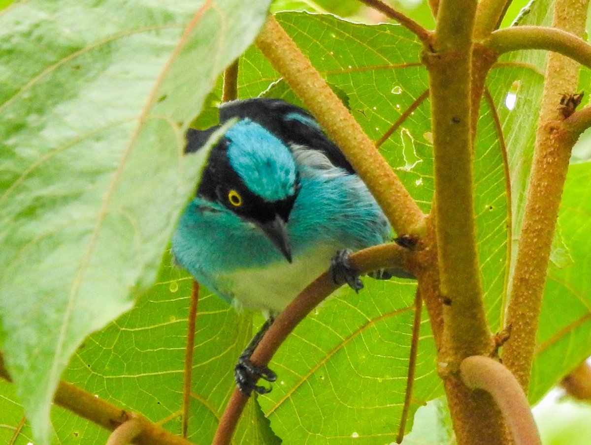 GaiaVerso (PermaTree) tweet media