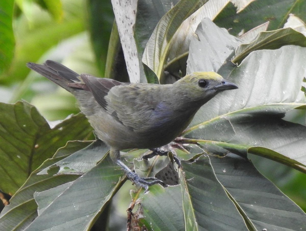 GaiaVerso (PermaTree) tweet media