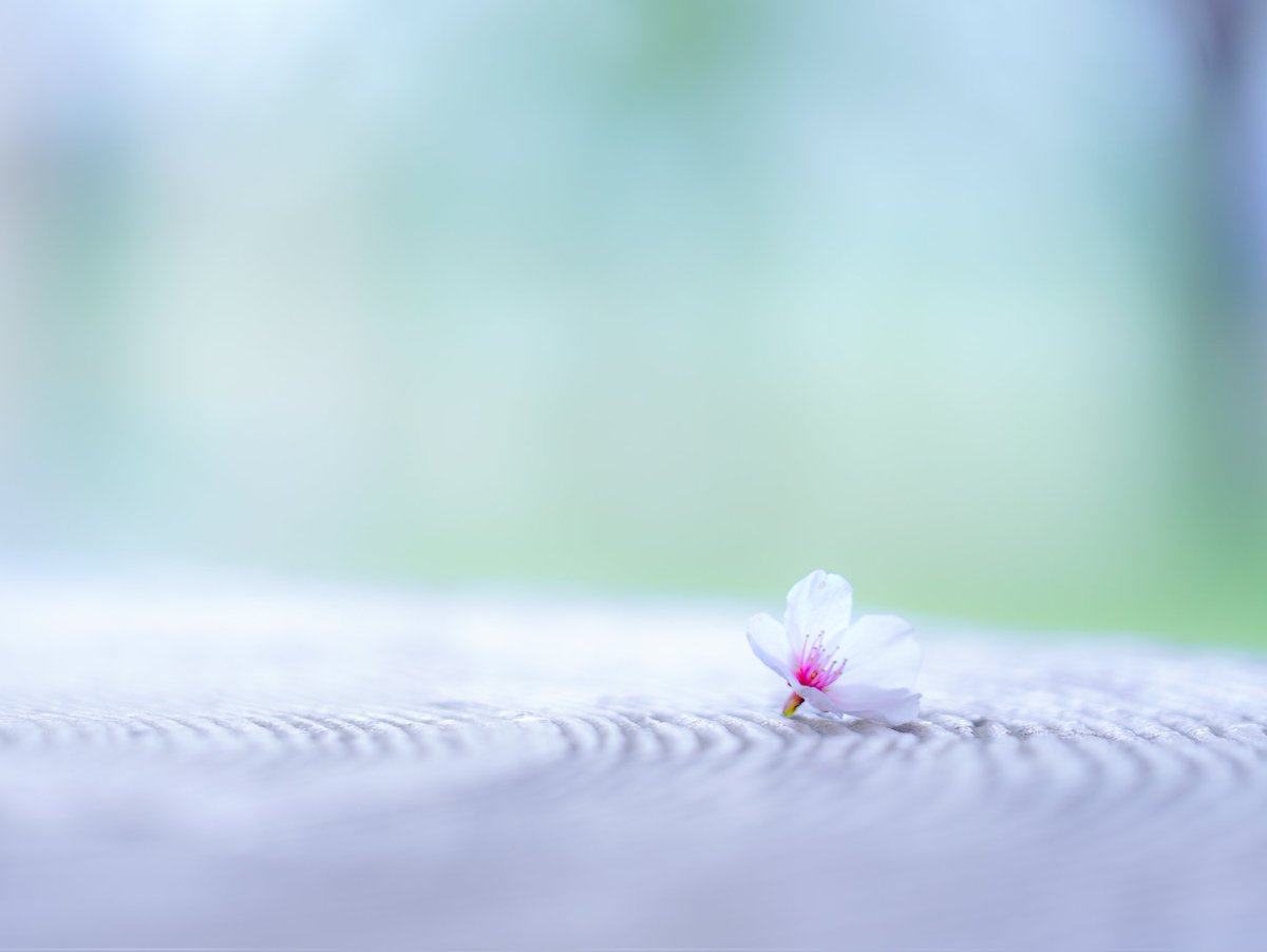 儚い.*・✿.*・ #桜 #私の推しソニー #SonyAlpha #α7III #これソニーで撮りました